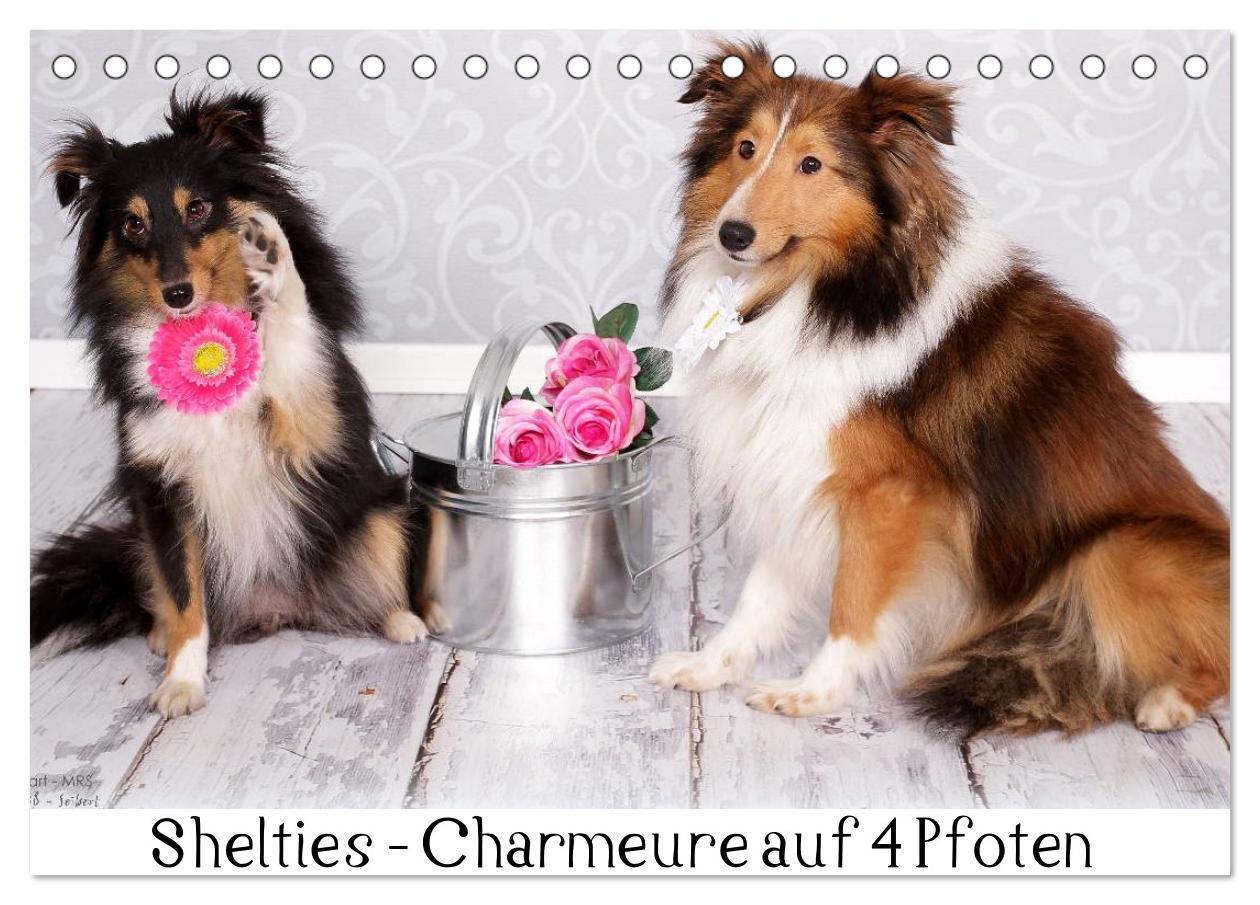 Cover: 9783435709786 | Shelties : Charmeure auf 4 Pfoten (Tischkalender 2025 DIN A5 quer),...