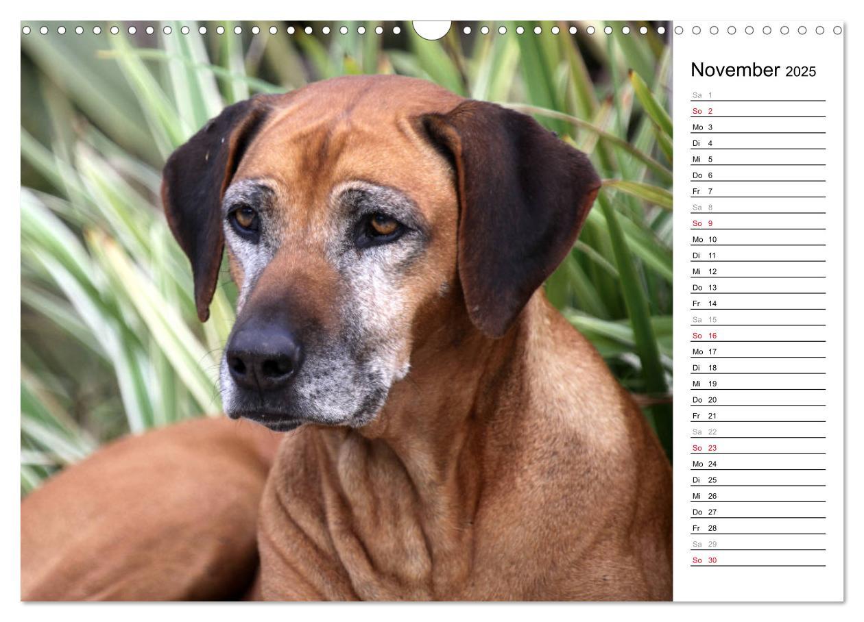 Bild: 9783435454617 | Rhodesian Ridgeback Terminkalender (Wandkalender 2025 DIN A3 quer),...