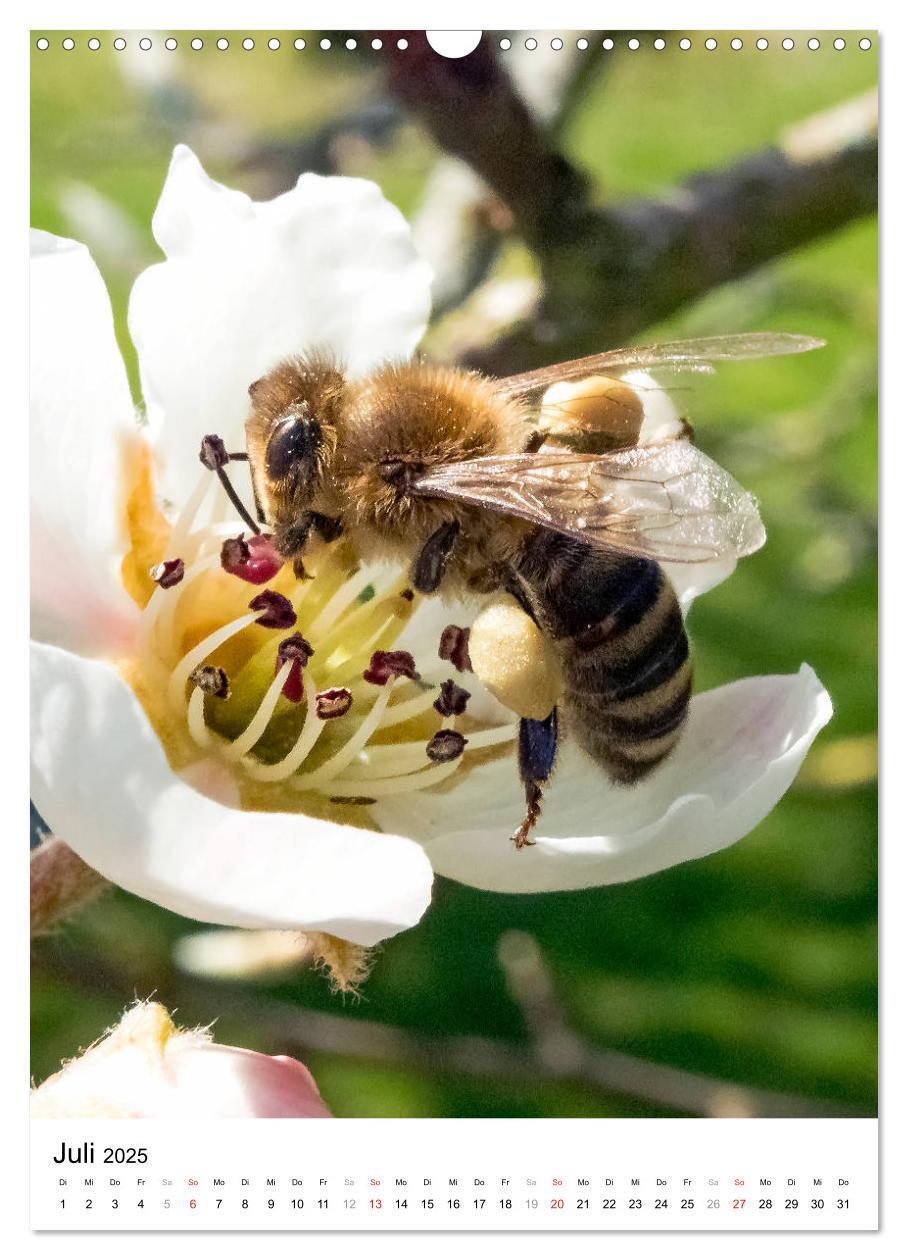 Bild: 9783435966448 | BIENEN - Kleine Nützlinge ganz nah (Wandkalender 2025 DIN A3 hoch),...