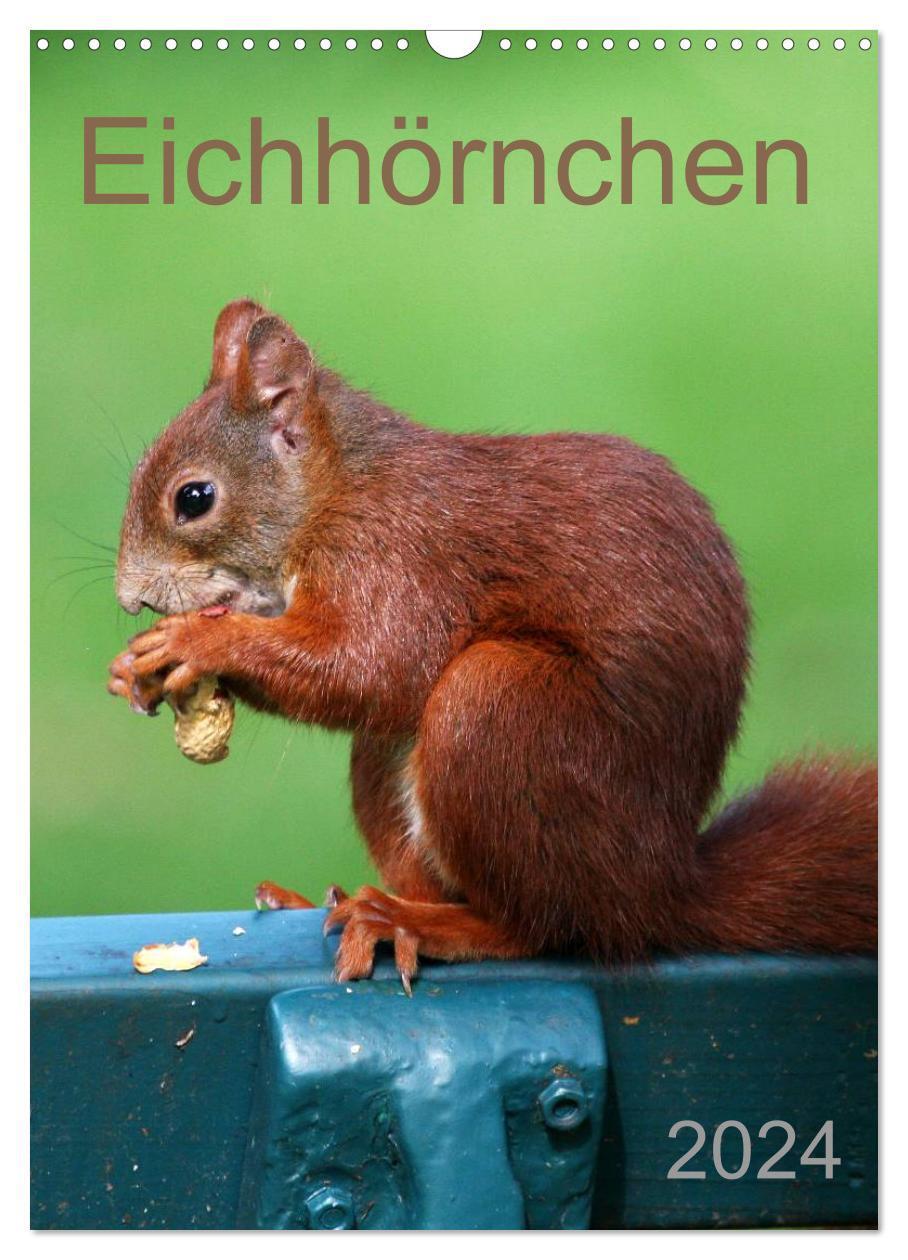 Cover: 9783383588112 | Eichhörnchen (Wandkalender 2024 DIN A3 hoch), CALVENDO Monatskalender