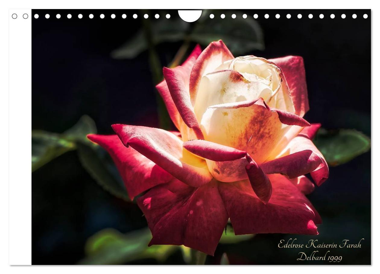 Bild: 9783435578344 | Kurfürstliche Rosen Eltville am Rhein (Wandkalender 2025 DIN A4...