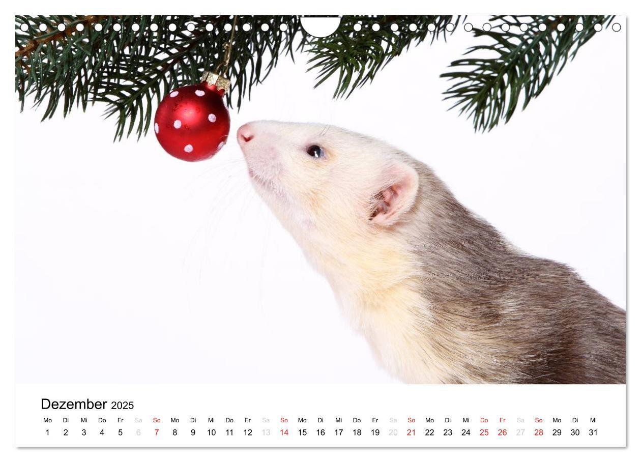 Bild: 9783435840083 | Frettchen - Ferrets (Wandkalender 2025 DIN A4 quer), CALVENDO...