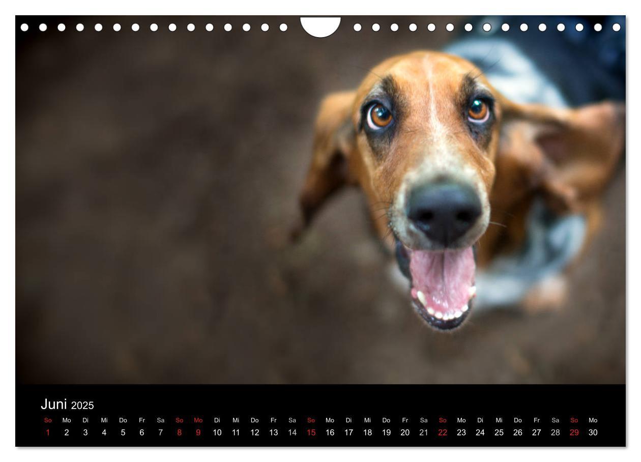 Bild: 9783457183274 | Der Basset, eine LANGE und besondere Liebe (Wandkalender 2025 DIN...