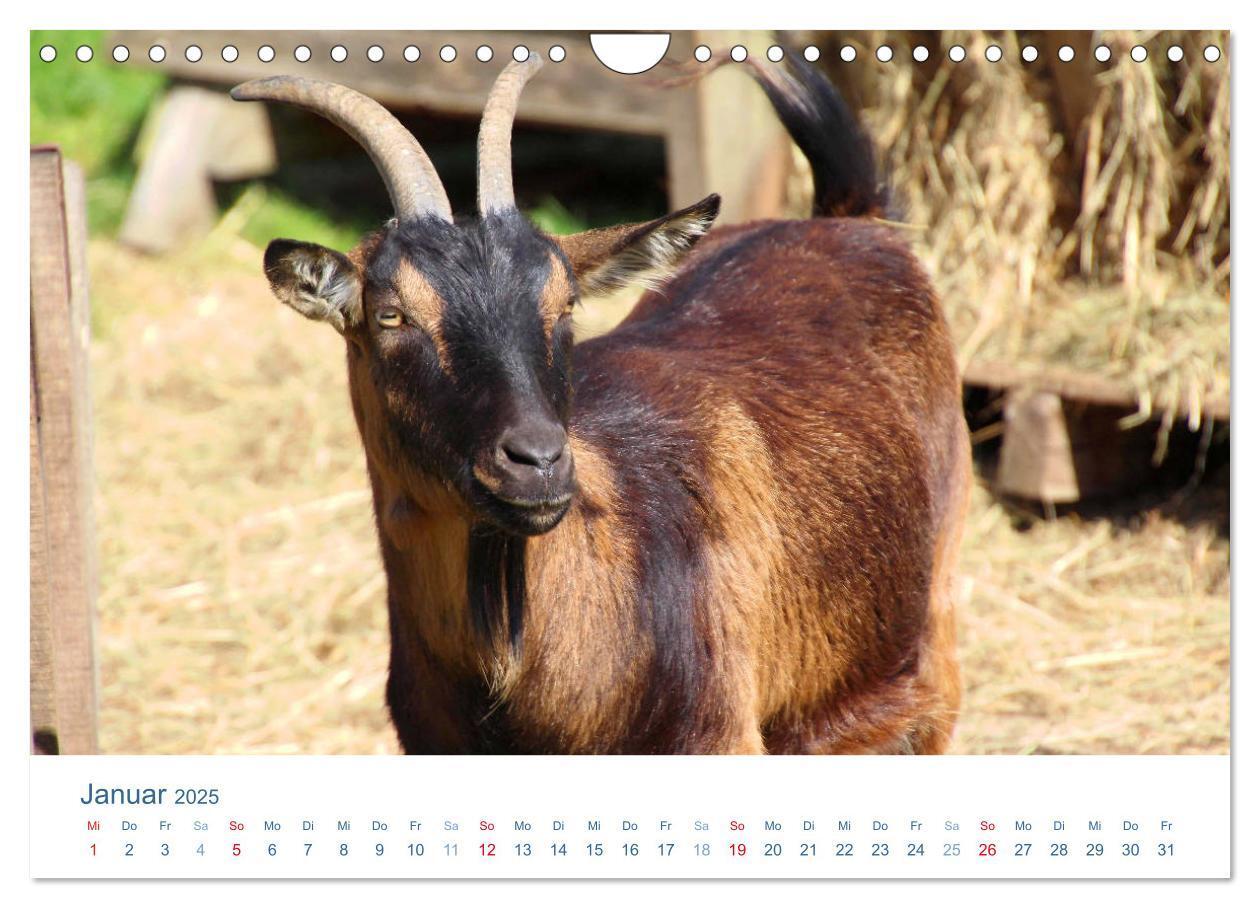 Bild: 9783435494507 | Tierisches Leben auf dem Bauernhof 2025 (Wandkalender 2025 DIN A4...