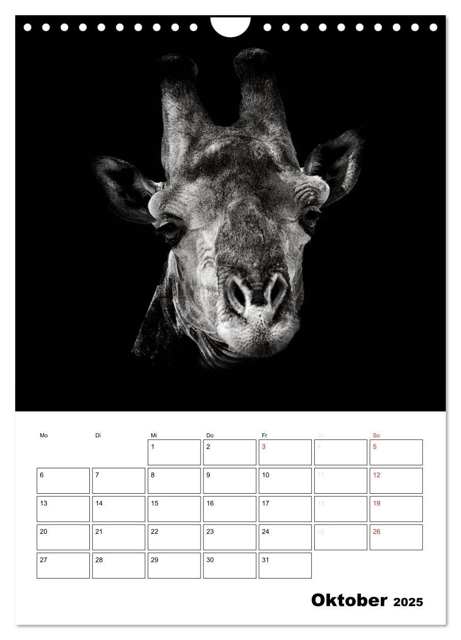 Bild: 9783457013533 | Charakterköpfe aus der Welt der Tiere (Wandkalender 2025 DIN A4...