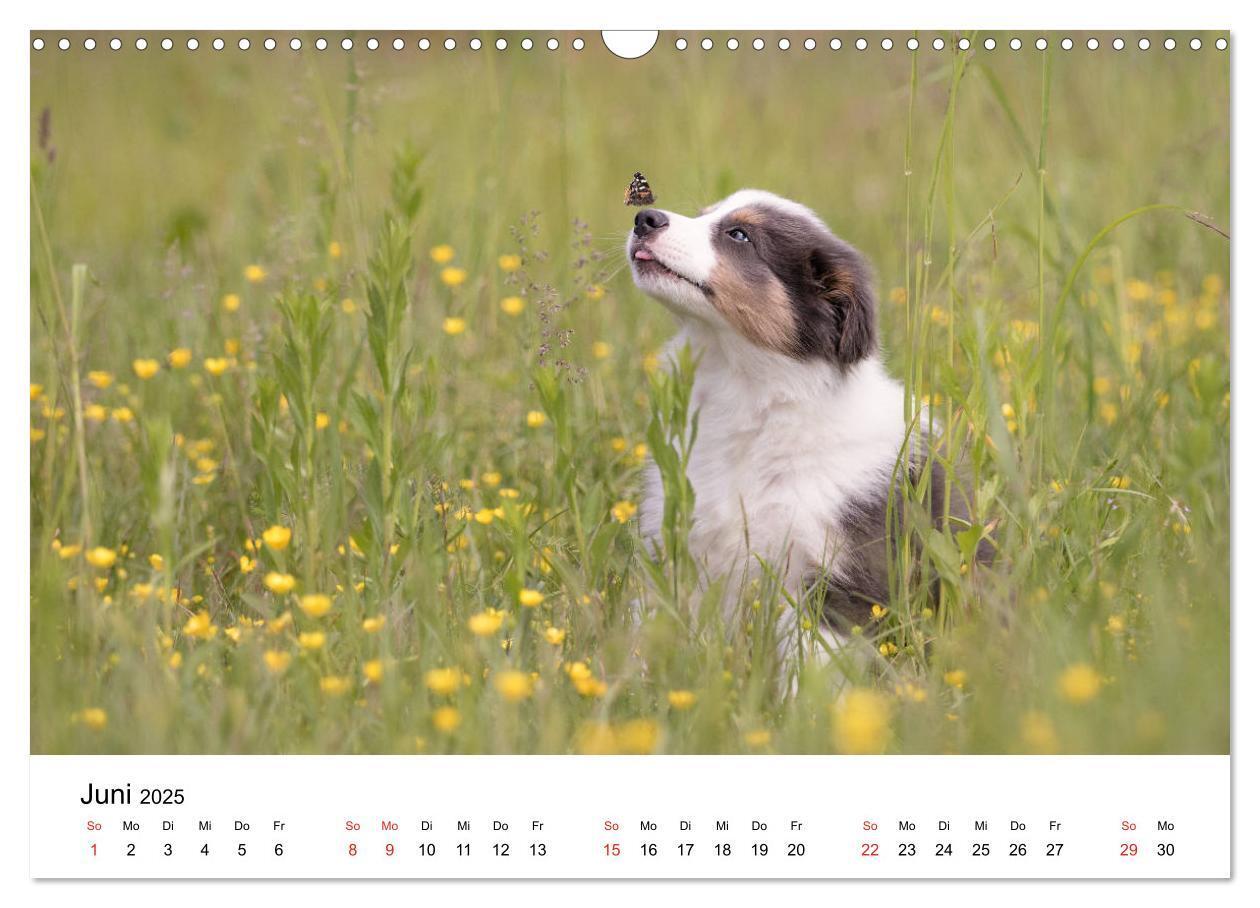 Bild: 9783435191383 | Border Collie - Bunt und clever! (Wandkalender 2025 DIN A3 quer),...