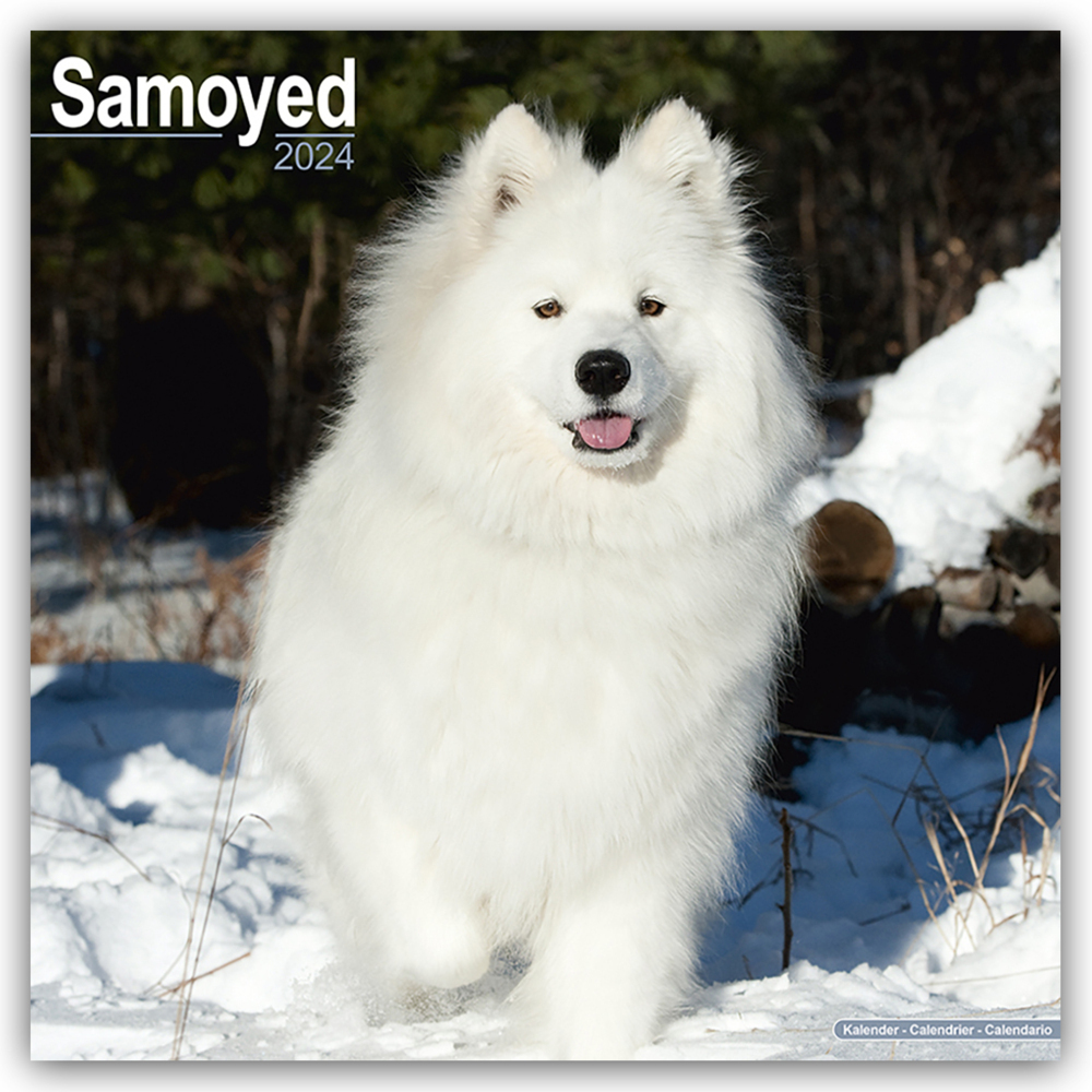Cover: 9781804600863 | Samoyed - Samojeden 2024 - 16-Monatskalender | Avonside Publishing Ltd