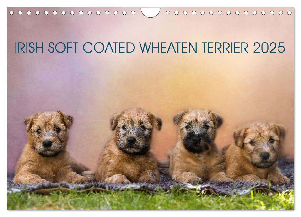 Cover: 9783435427901 | IRISH SOFT COATED WHEATEN TERRIER 2025 (Wandkalender 2025 DIN A4...