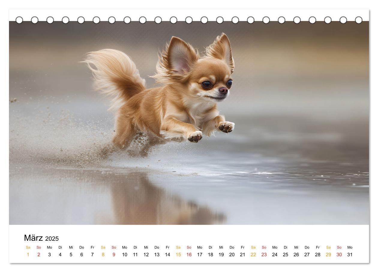 Bild: 9783457237106 | Chihuahua - kleine Energiebündel (Tischkalender 2025 DIN A5 quer),...