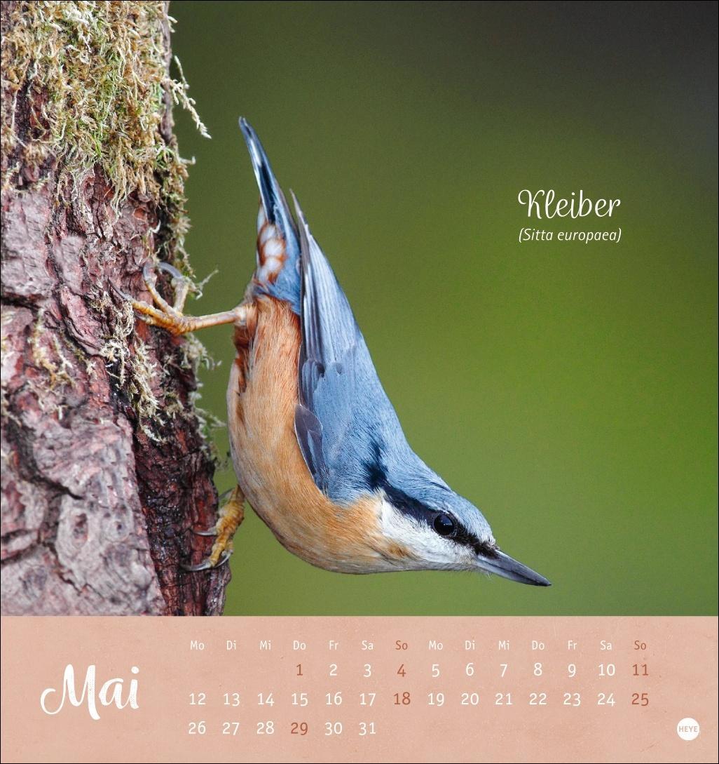 Bild: 9783756407125 | Vögel in unseren Gärten Postkartenkalender 2025 | Heye | Kalender