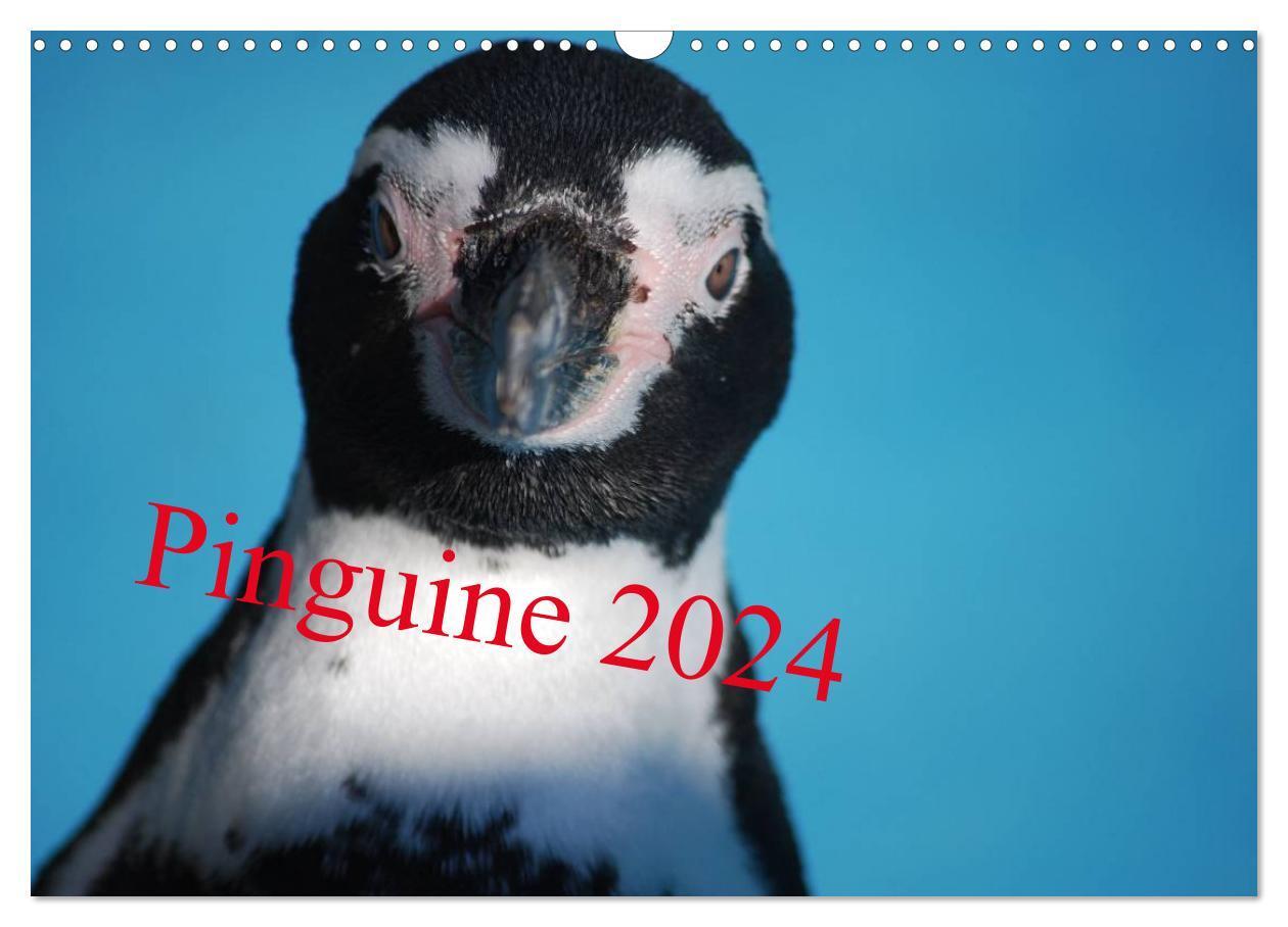 Cover: 9783675706033 | Pinguine 2024 (Wandkalender 2024 DIN A3 quer), CALVENDO Monatskalender