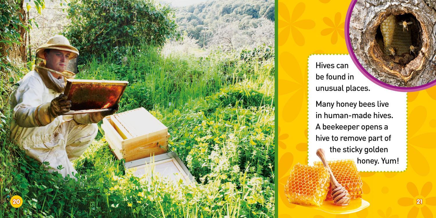 Bild: 9781426327131 | Explore My World: Honey Bees | Jill Esbaum | Taschenbuch | Englisch