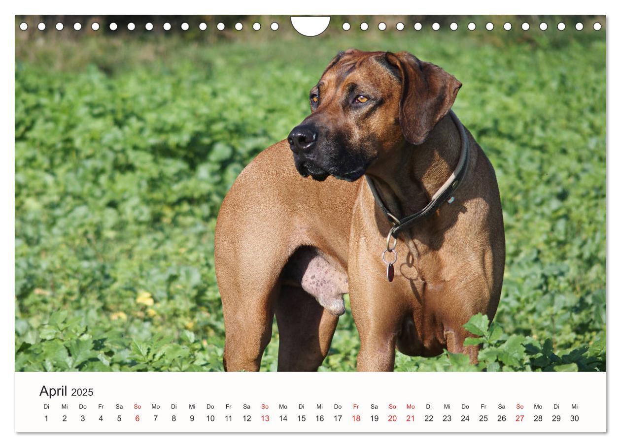 Bild: 9783435482894 | Rhodesian Ridgeback Schönheit aus Afrika (Wandkalender 2025 DIN A4...