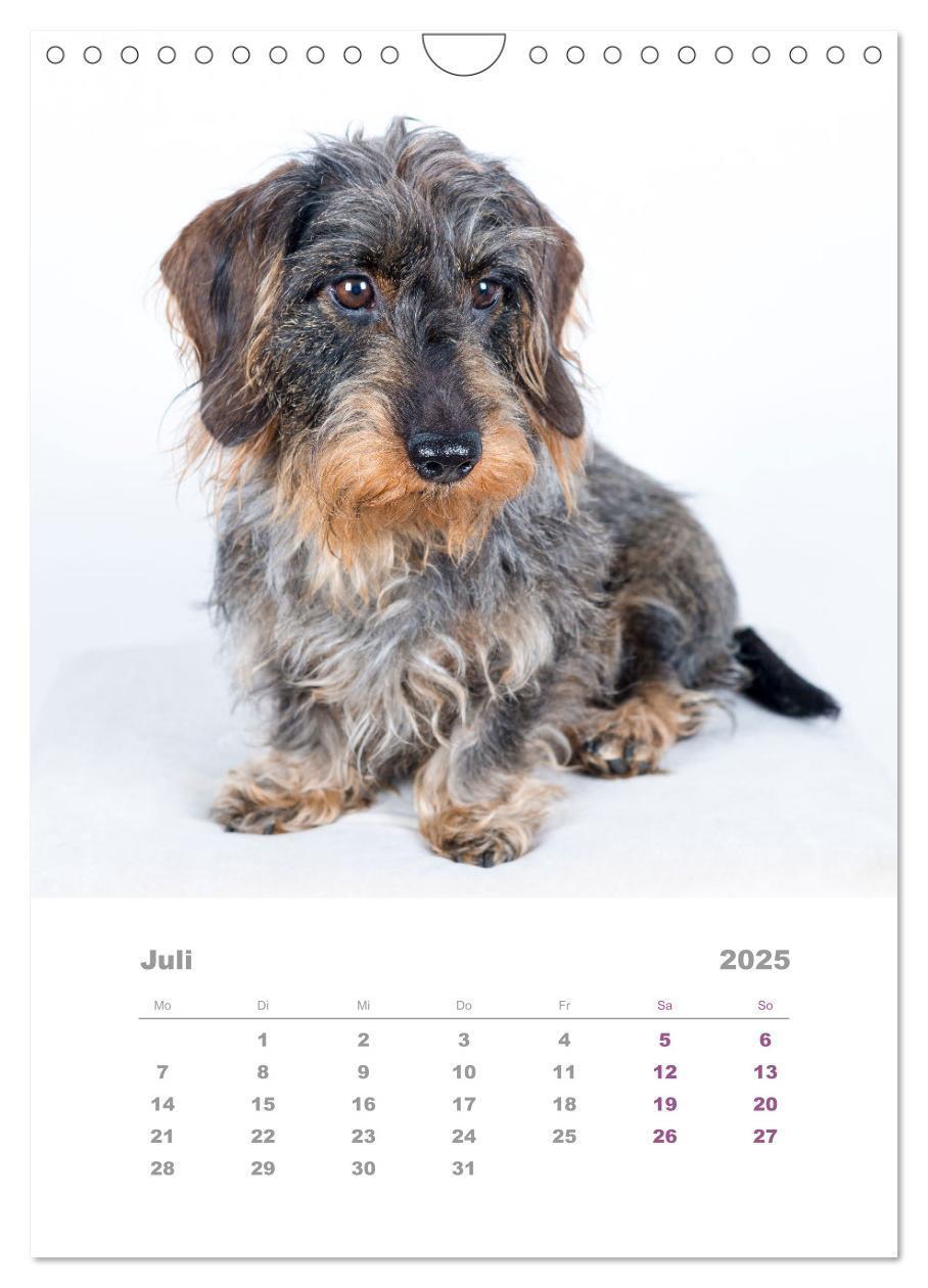 Bild: 9783435892846 | Dackel(augen)blicke (Wandkalender 2025 DIN A4 hoch), CALVENDO...