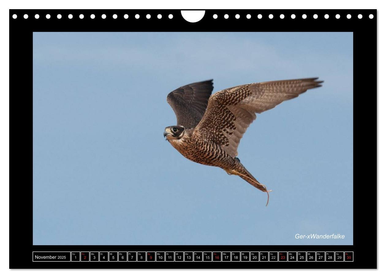 Bild: 9783435702282 | Falken im Flug und im Porträt (Wandkalender 2025 DIN A4 quer),...