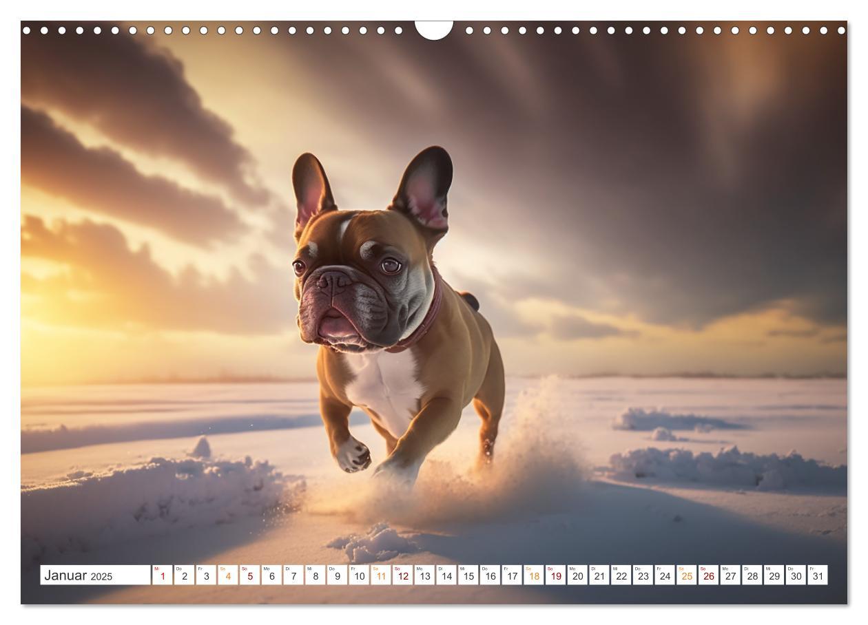 Bild: 9783383908293 | Französische Bulldoggen (Wandkalender 2025 DIN A3 quer), CALVENDO...