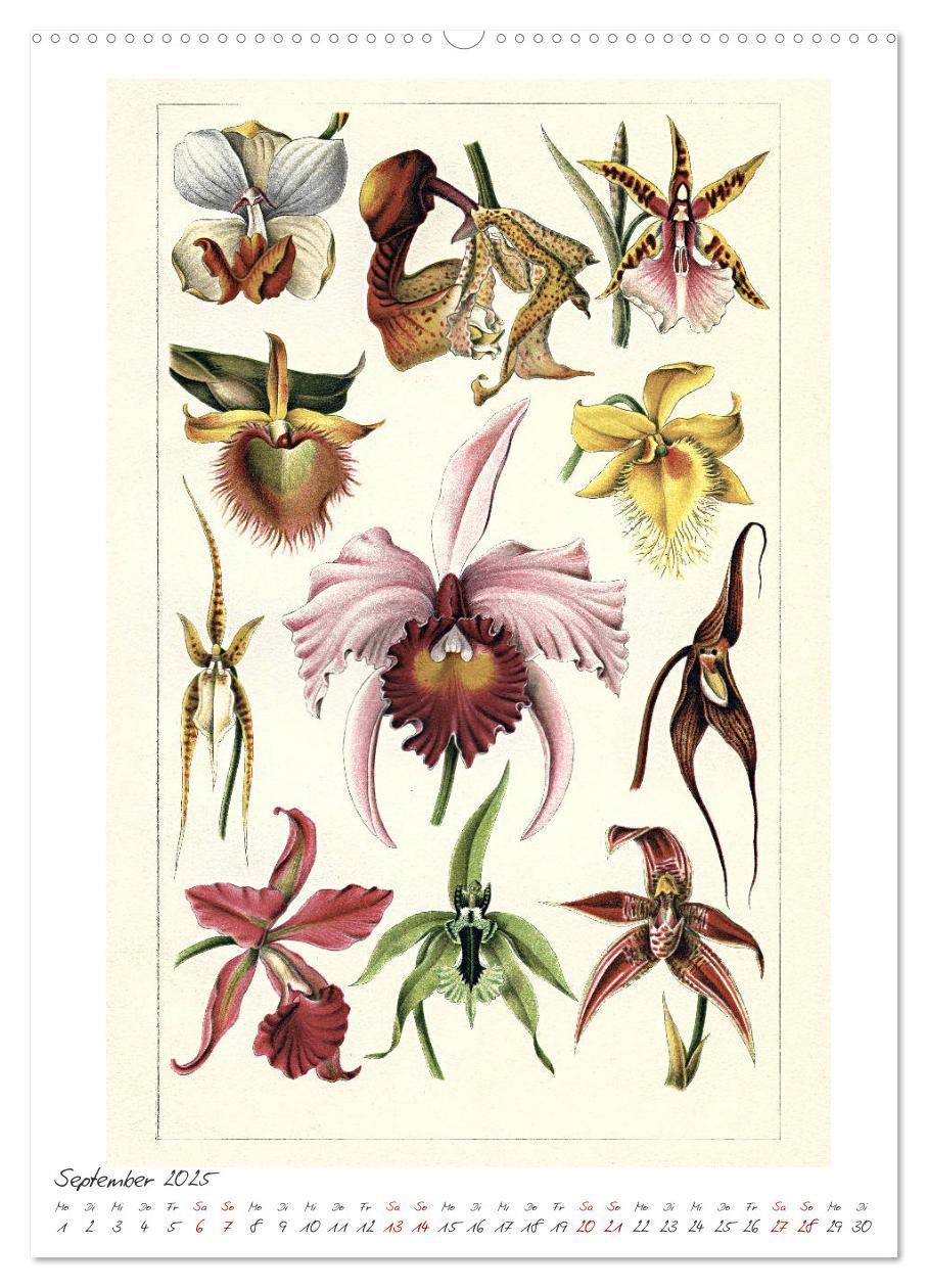 Bild: 9783435978236 | Formenspiele der Evolution. Chromolithographien des 19....