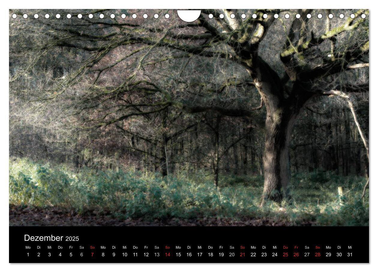 Bild: 9783435501502 | Mystische Wälder (Wandkalender 2025 DIN A4 quer), CALVENDO...