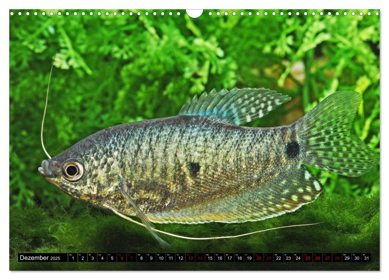 Bild: 9783383905407 | Beliebte Fische der Welt (Wandkalender 2025 DIN A3 quer), CALVENDO...