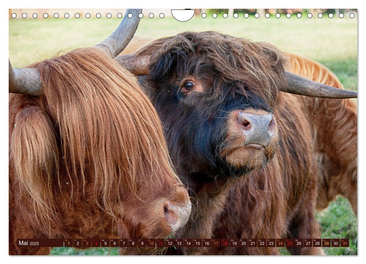 Bild: 9783435101252 | Geliebte Highlander (Wandkalender 2025 DIN A4 quer), CALVENDO...