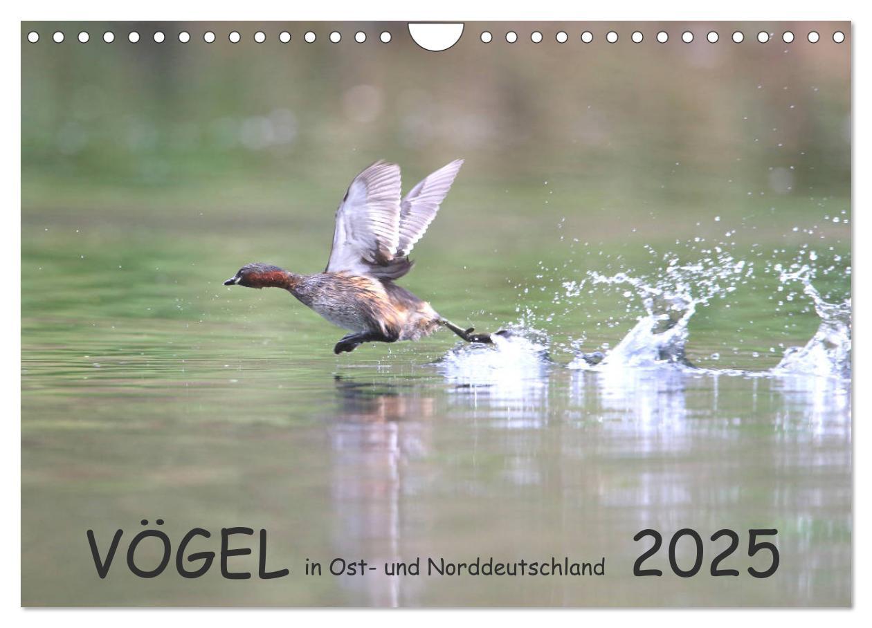 Cover: 9783435180240 | Vögel in Ost- und Norddeutschland 2025 (Wandkalender 2025 DIN A4...