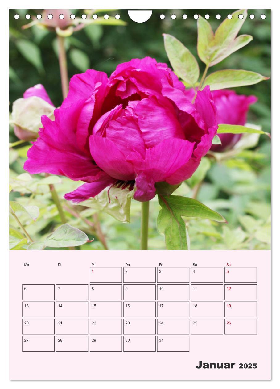 Bild: 9783435971886 | Pfingstrosen Rosen ohne Dornen (Wandkalender 2025 DIN A4 hoch),...