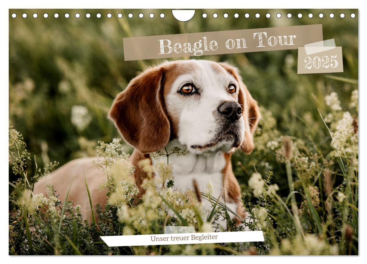 Cover: 9783435018499 | Beagle - Unser treuer Begleiter (Wandkalender 2025 DIN A4 quer),...