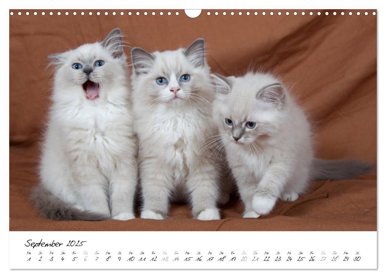 Bild: 9783435756094 | Ragdoll Kitten (Wandkalender 2025 DIN A3 quer), CALVENDO...