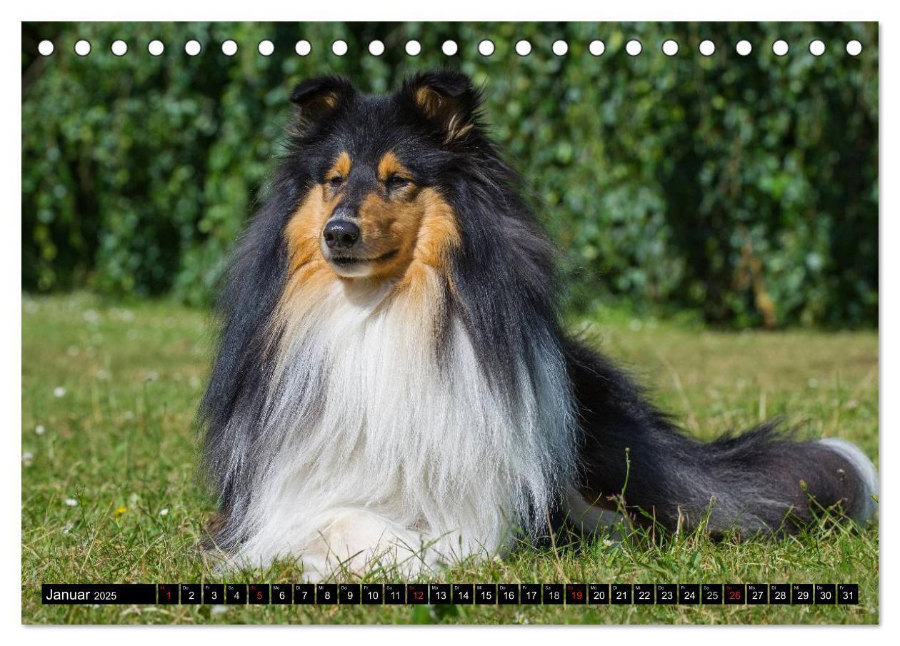 Bild: 9783435568147 | Collie - Mein bester Freund (Tischkalender 2025 DIN A5 quer),...