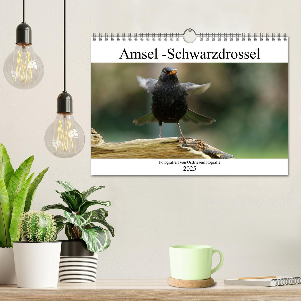 Bild: 9783435026302 | Amsel - Schwarzdrossel fotografiert von Ostfriesenfotografie...