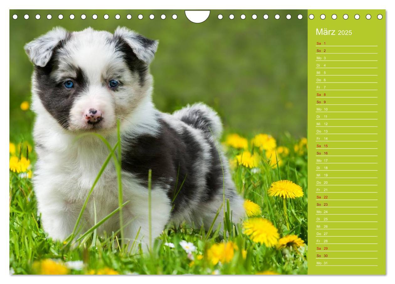 Bild: 9783435442522 | Border Collies - nicht nur schwarzweiß (Wandkalender 2025 DIN A4...