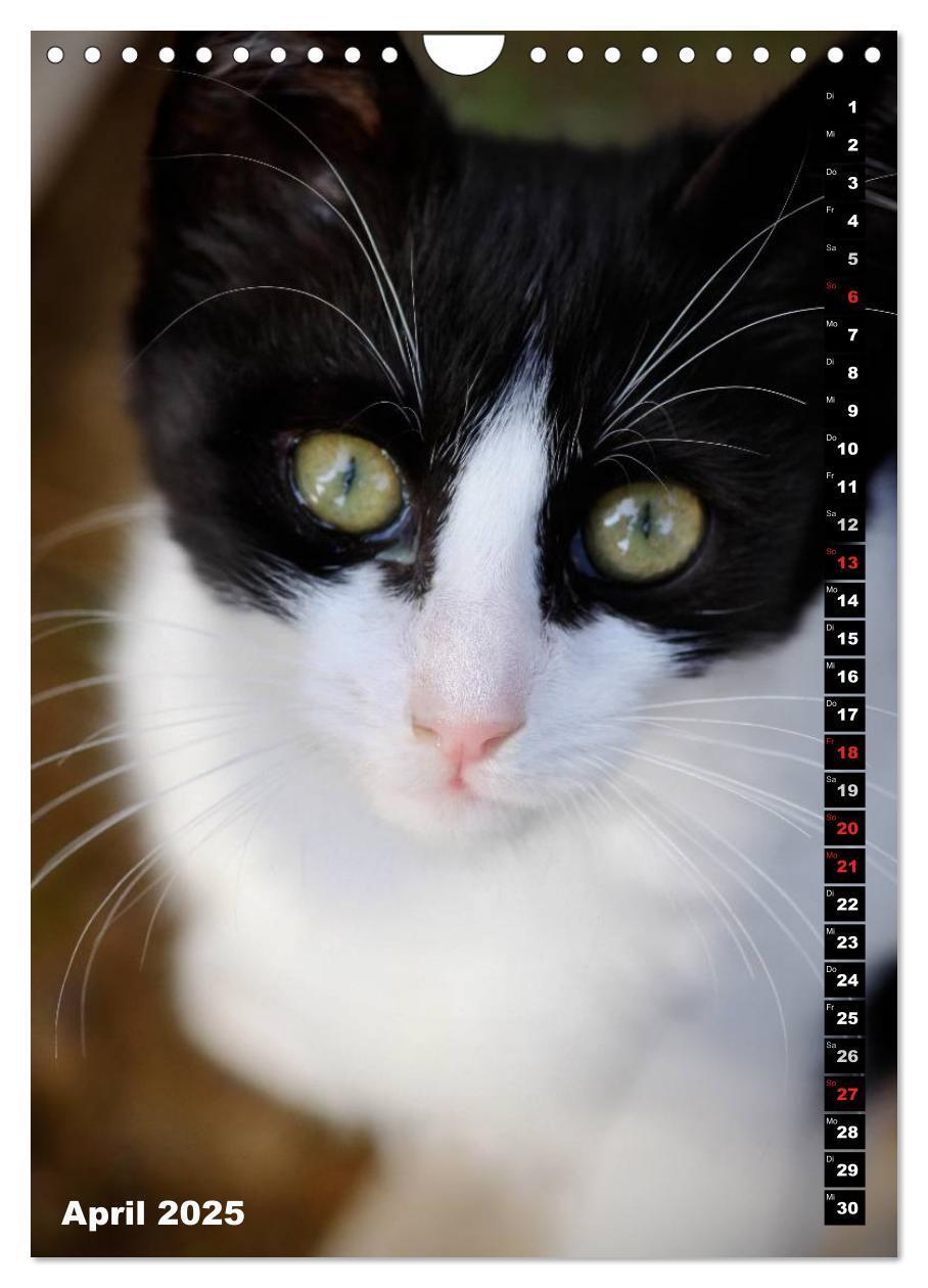 Bild: 9783457087084 | Istanbuls Katzen (Wandkalender 2025 DIN A4 hoch), CALVENDO...