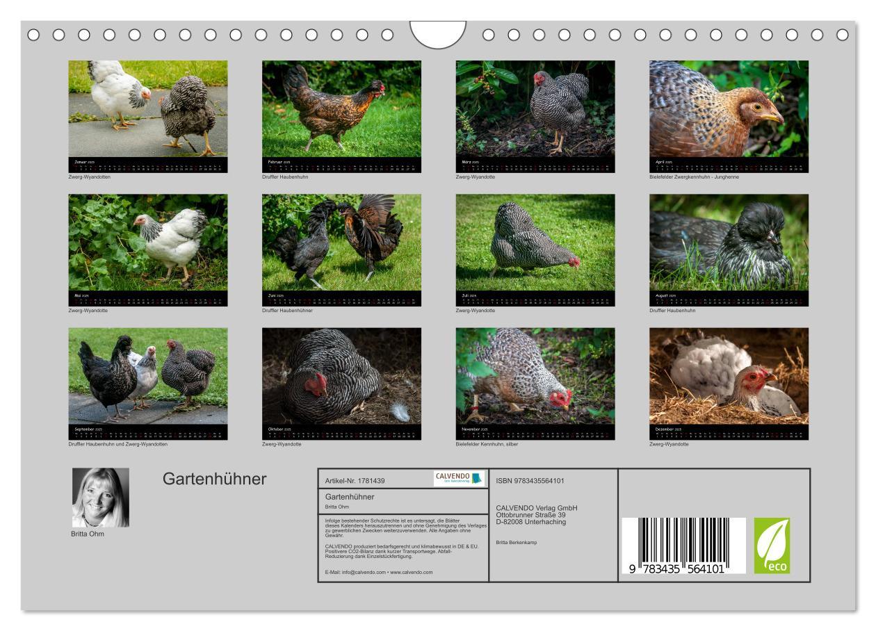 Bild: 9783435564101 | Gartenhühner (Wandkalender 2025 DIN A4 quer), CALVENDO Monatskalender