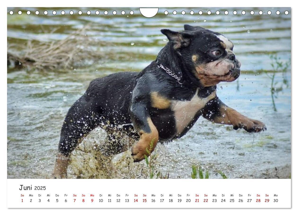 Bild: 9783435105328 | Wunderschöne Bulldoggen (Wandkalender 2025 DIN A4 quer), CALVENDO...