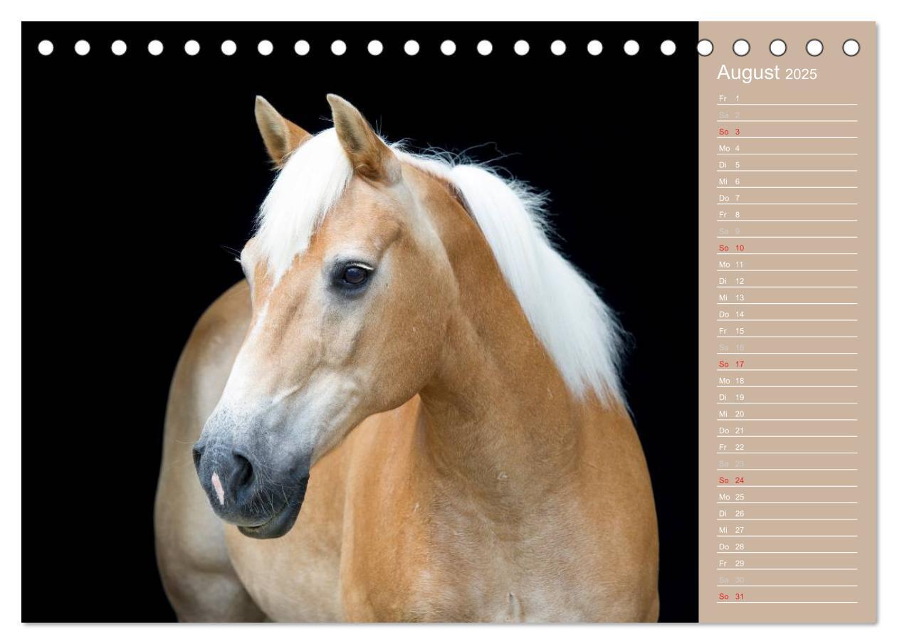 Bild: 9783435723737 | Haflinger / Geburtstagskalender (Tischkalender 2025 DIN A5 quer),...