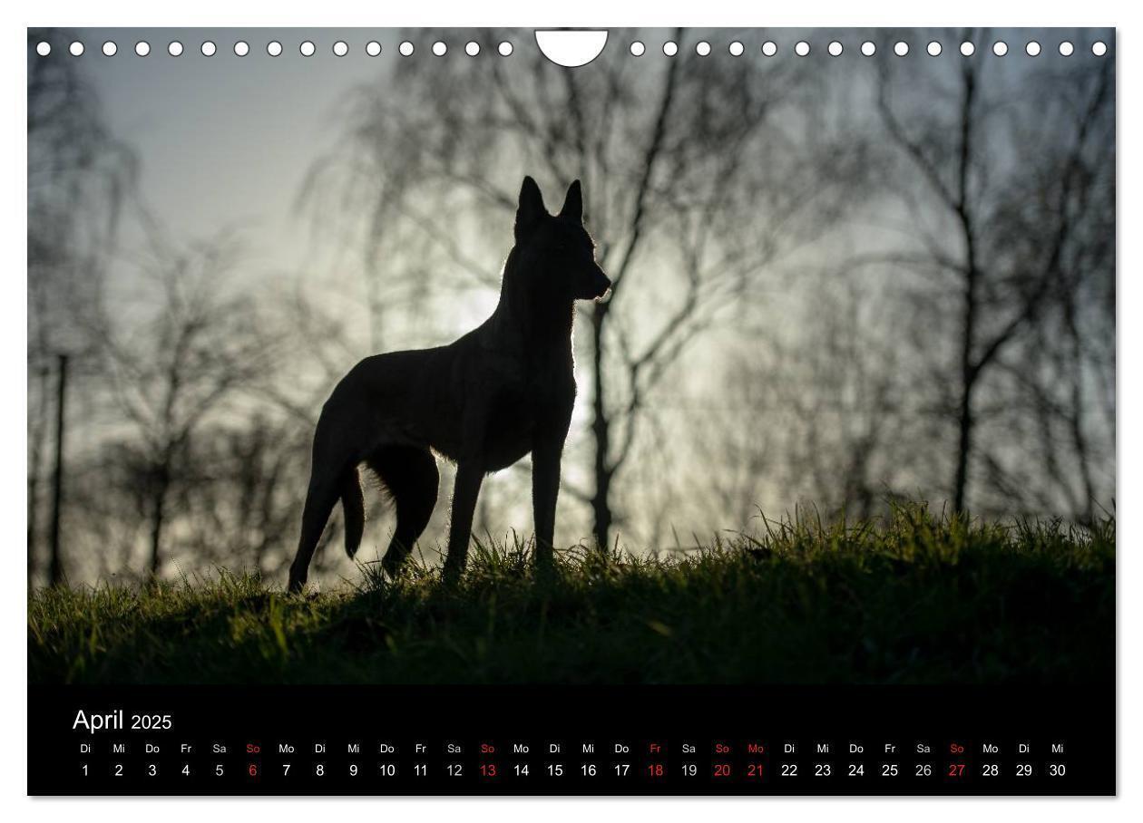 Bild: 9783435639205 | Belgische Schäferhunde - Der Malinois im Licht (Wandkalender 2025...