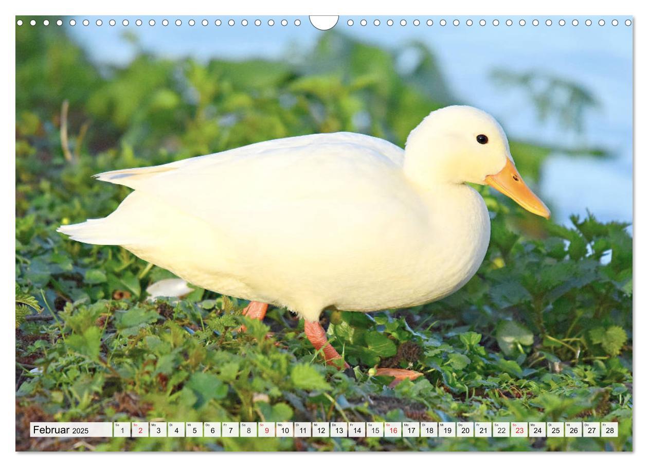 Bild: 9783435178704 | Enten. Bezaubernde und beliebte Schwimmer (Wandkalender 2025 DIN A3...