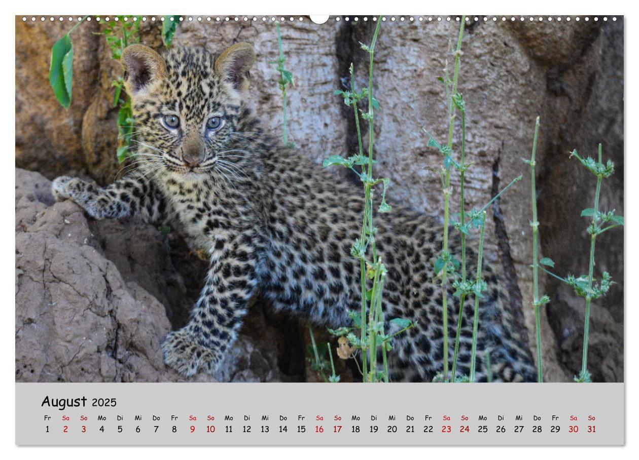 Bild: 9783435365296 | Leoparden - groß und klein (Wandkalender 2025 DIN A2 quer),...