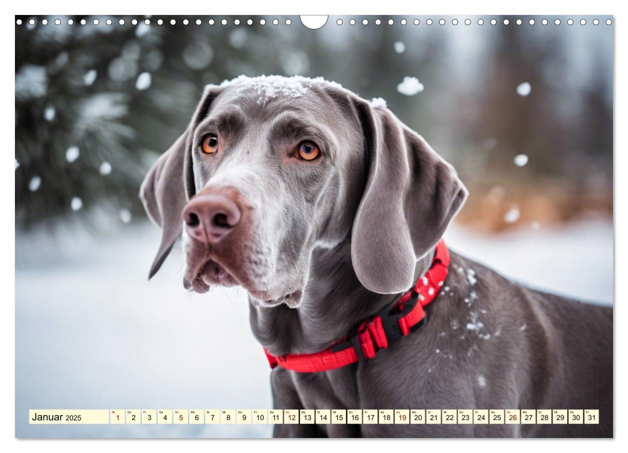 Bild: 9783435979288 | Weimaraner - der ideale Jagdbegleiter (Wandkalender 2025 DIN A3...