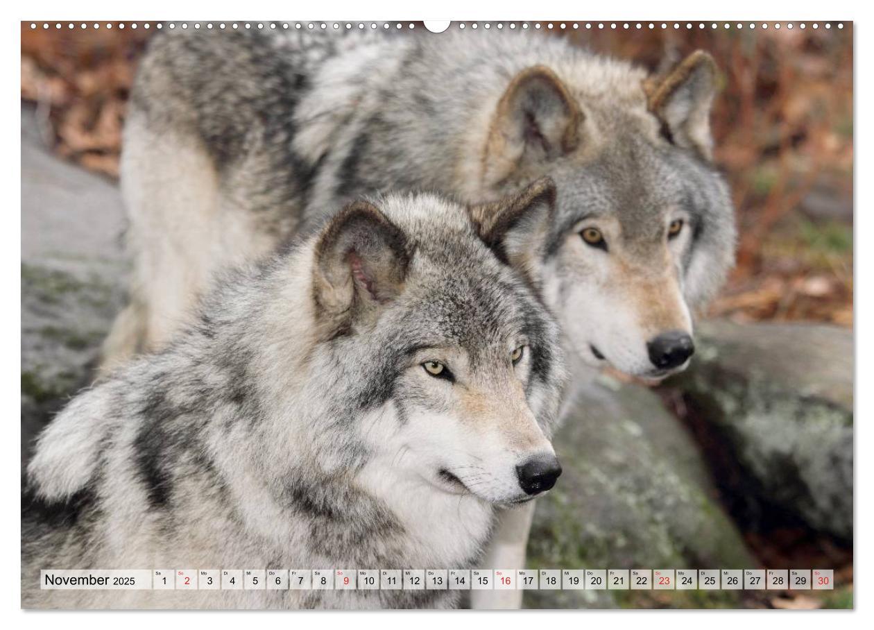 Bild: 9783435622863 | Alaska und Kanada (Wandkalender 2025 DIN A2 quer), CALVENDO...