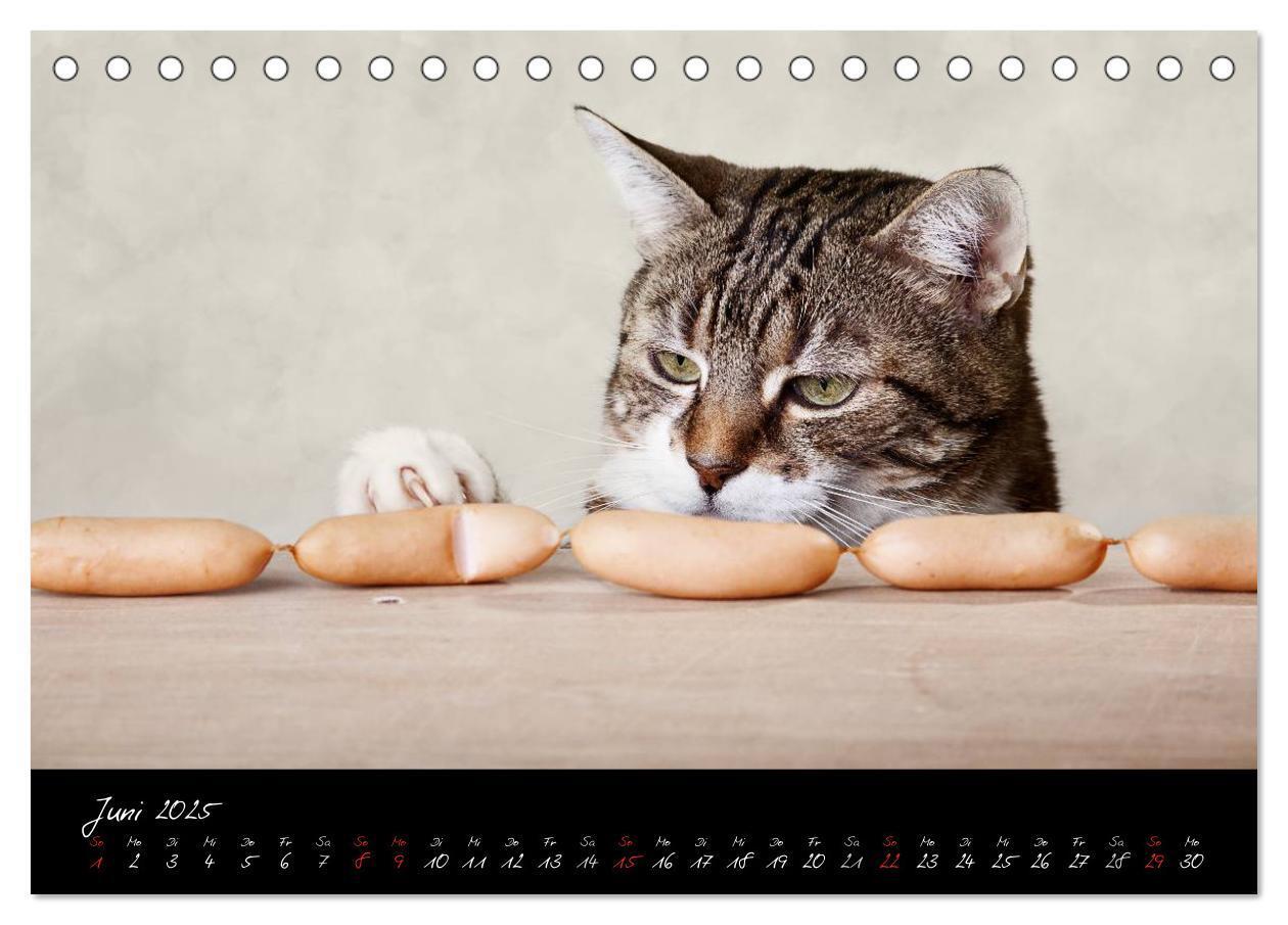 Bild: 9783435827954 | Katzen 2025 (Tischkalender 2025 DIN A5 quer), CALVENDO Monatskalender