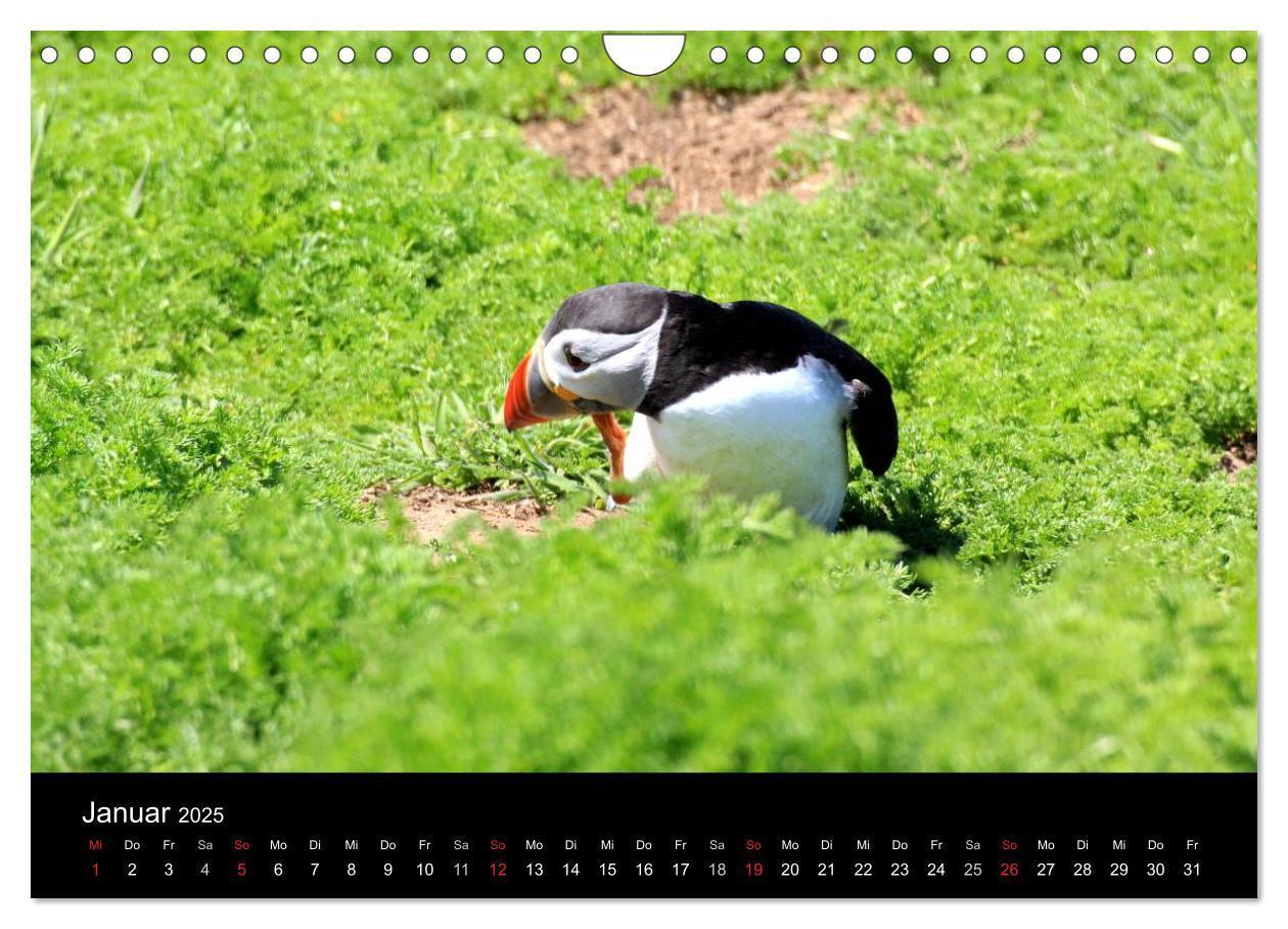 Bild: 9783435808038 | Puffins, Papageitauchern ganz nah (Wandkalender 2025 DIN A4 quer),...