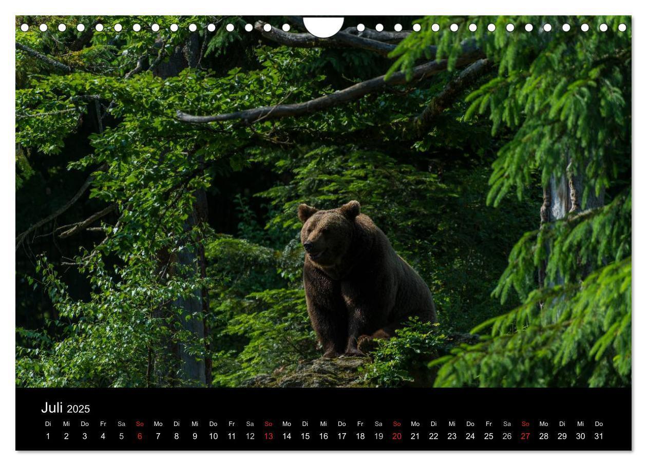 Bild: 9783435722778 | Bayerischer Wald (Wandkalender 2025 DIN A4 quer), CALVENDO...