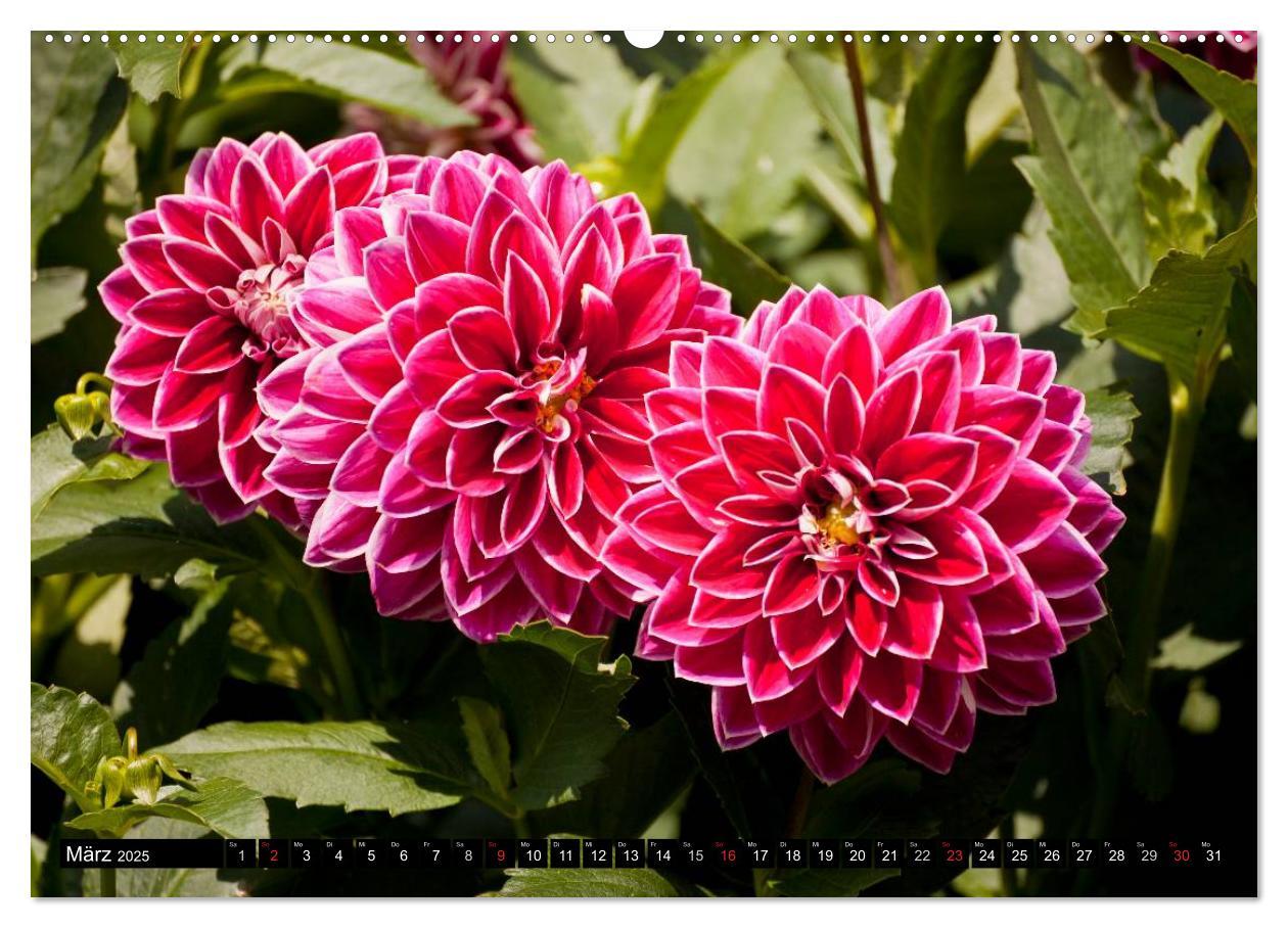 Bild: 9783435663316 | Dahlia - Dahlien (Wandkalender 2025 DIN A2 quer), CALVENDO...