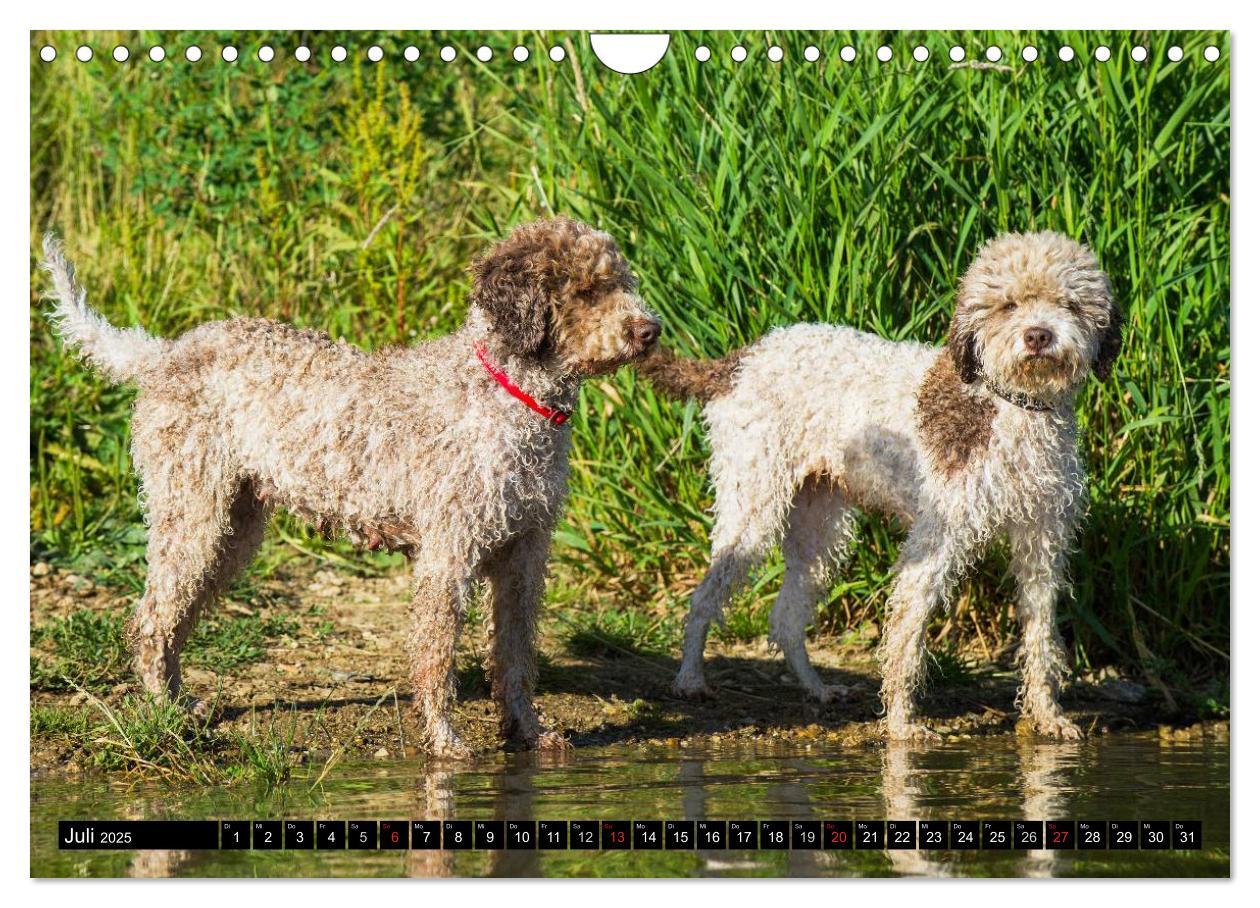 Bild: 9783435570898 | Lagotto Romagnolo - Italienischer Trüffelhund (Wandkalender 2025...