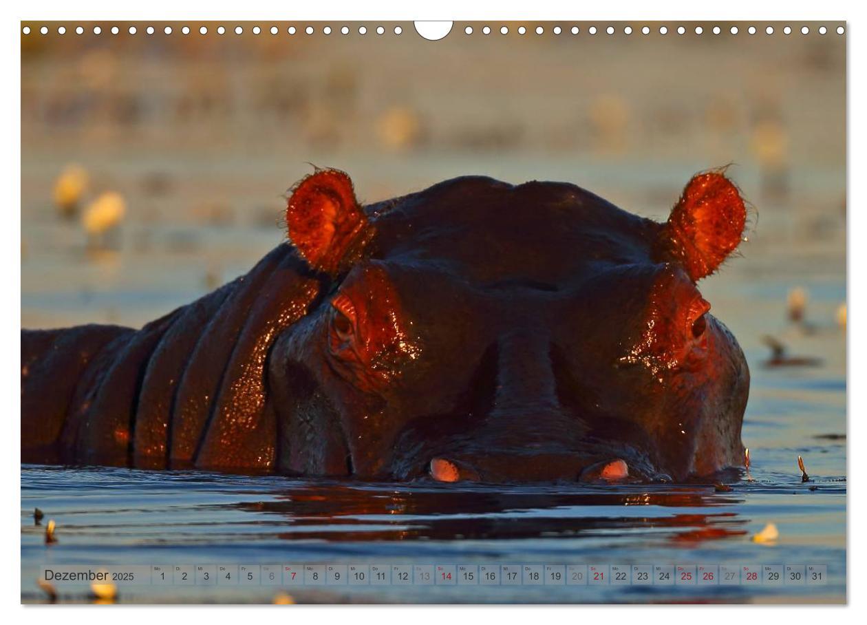 Bild: 9783435760855 | Flusspferde Magie des Augenblicks - Hippos in Afrika (Wandkalender...