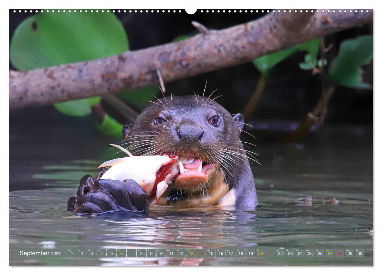 Bild: 9783435262595 | Riesenotter - Flusswölfe im Pantanal (Wandkalender 2025 DIN A2...