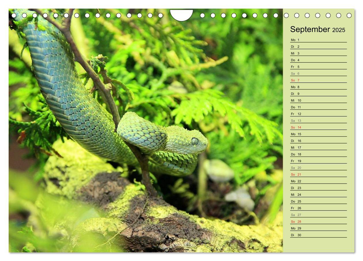 Bild: 9783435383061 | Gefährliche Schlangen (Wandkalender 2025 DIN A4 quer), CALVENDO...