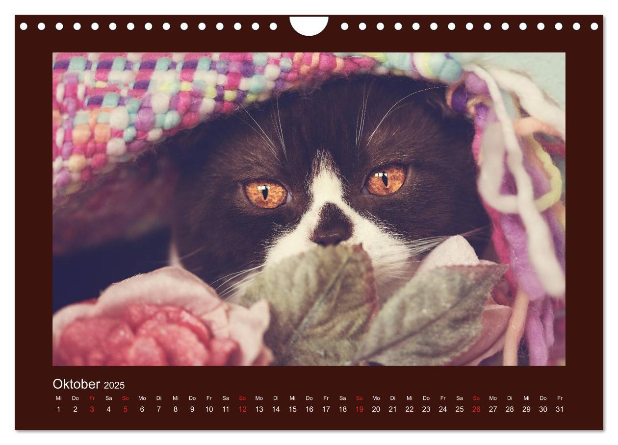 Bild: 9783435482917 | Britisch Kurzhaar Katzen - Poesie fürs Auge (Wandkalender 2025 DIN...