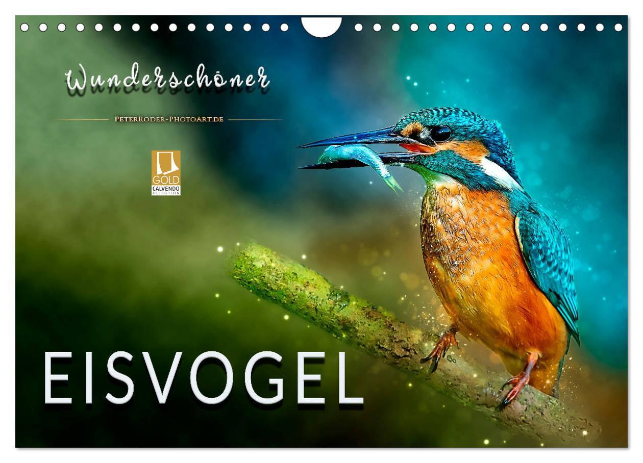 Cover: 9783383125515 | Wunderschöner Eisvogel (Wandkalender 2024 DIN A4 quer), CALVENDO...